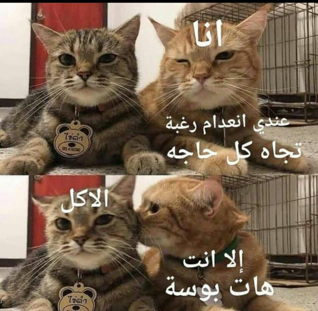 ميمز مضحكة Explore Tumblr Posts And Blogs Tumgir
