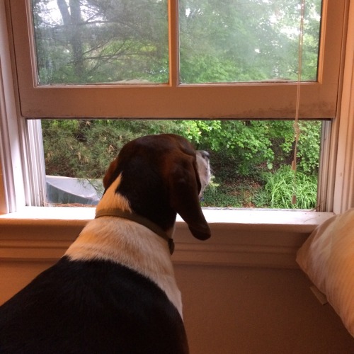 Rainy day hound