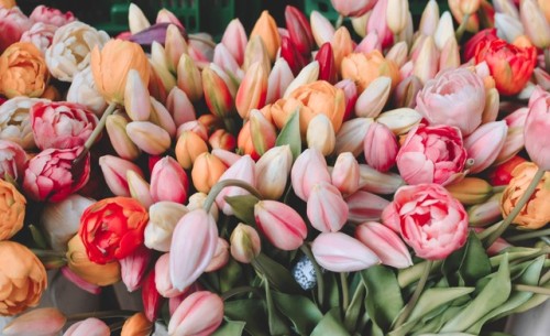 triflingthing:peonies and tulips of amsterdam