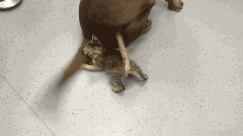HighlandValley — gifsboom: Video: Kitten vs. Dog’s Wagging Tail