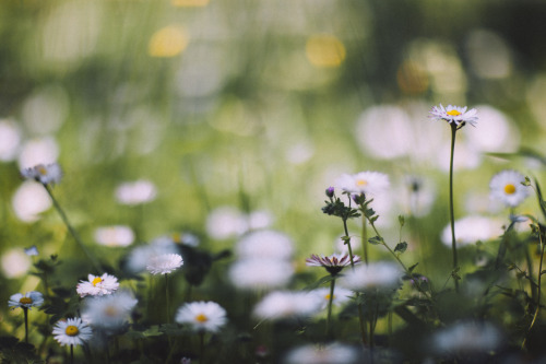 elenamorelli:  { springtime colors } 