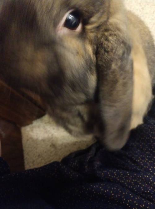 finleythefierce:fin being cute  the last few days :3 hes been extra sweet and kinda clingy since I g