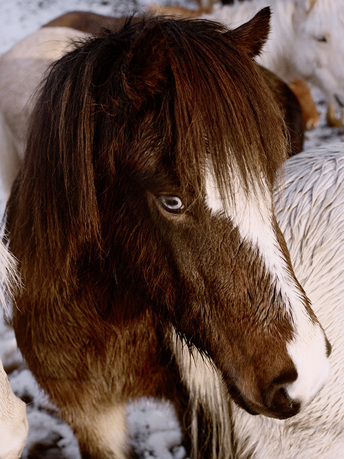 osmaharvilahti:Horse, Iceland, 2012