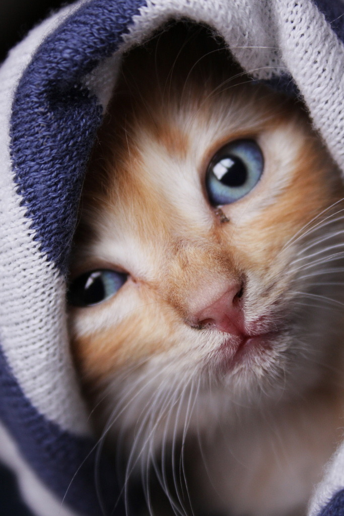 r2&ndash;d2:  Behind Blue Eyes by (carE.) 