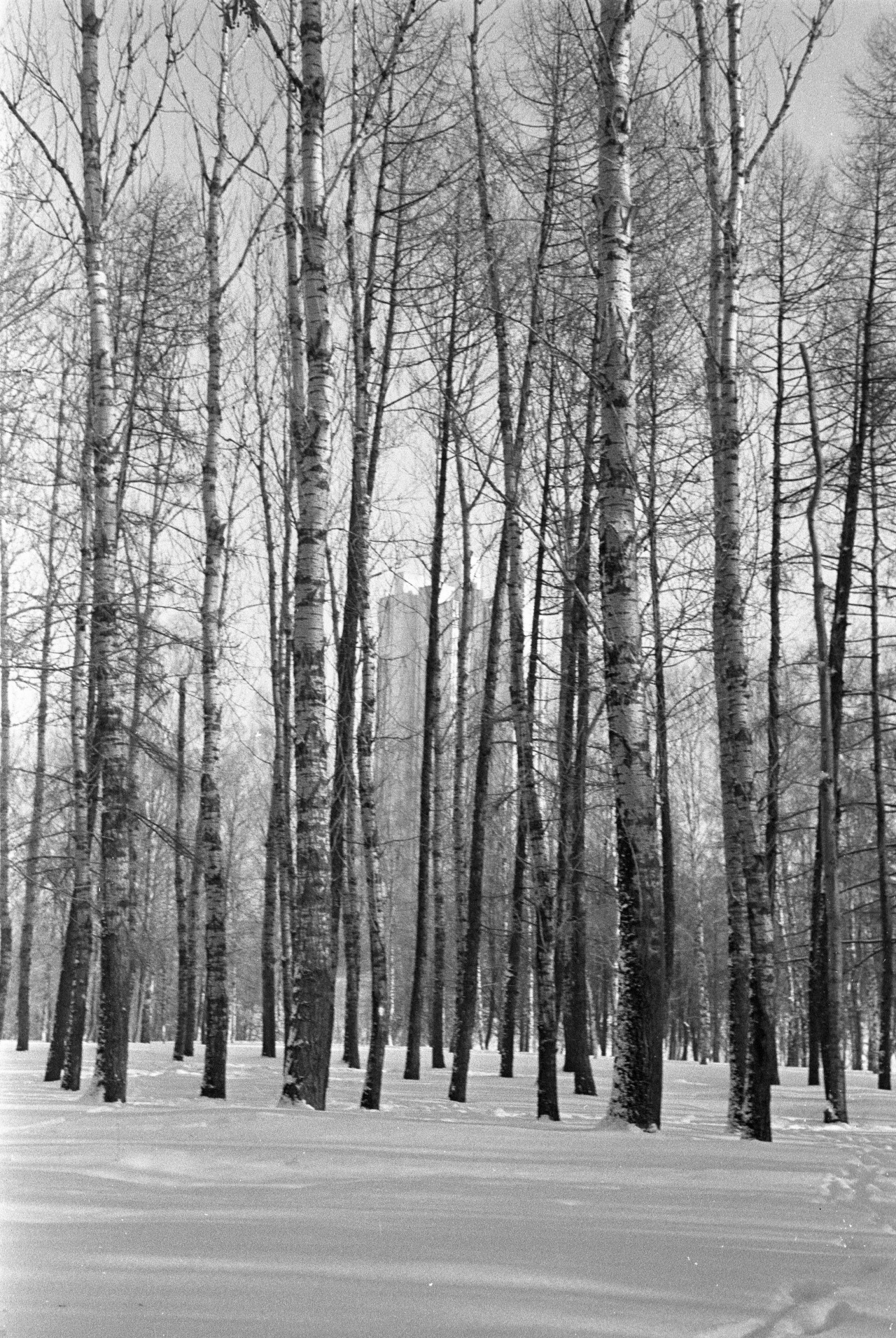 mxclg:  Park in Moscow ll Rollei 35 SE ll Kentmere 400