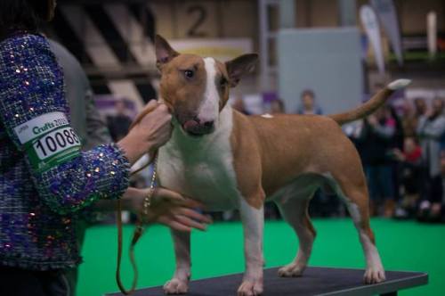 ofbullterriers:Nacho, champion of the bleps. More Nacho Blep Goodness