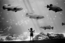 wonderfulambiguity:Josef Koudelka, Aquarium,