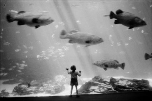 wonderfulambiguity:Josef Koudelka, Aquarium, adult photos