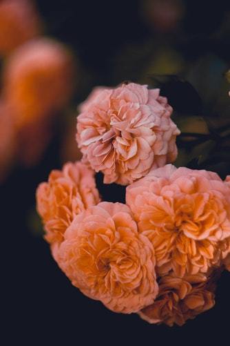 floralls:by Karina Vorozheeva
