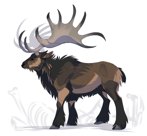 Irish Elk, an extinct species of deer even larger than moose