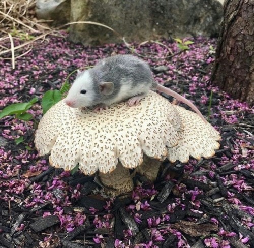 I Love Mushrooms