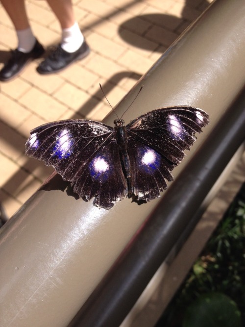 purityplants:the wings though