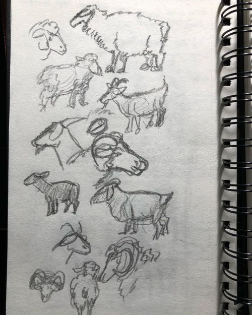 No dinosaur related art, just went to sketch these livestock animals as research sketches from cow h