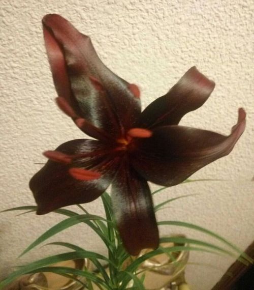 02/Jun/2017This pretty lilium bloomed today, its color is so deep that seems black to the eye (last 