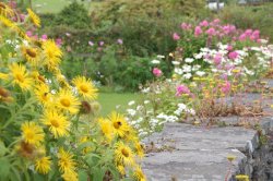 galava:  flowers at Keen Ground - The English Lake District Photo by Tony Richards 