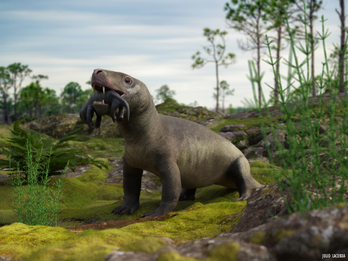 Euchambersia was a therapsid - early relatives of mammals - from the Late Permian of South Africa. R