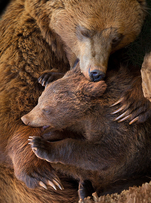 recklessthottie:cubebreaker:  Though fiercely protective, if you keep your distance watching a momma bear with her cubs is one of nature’s most beautiful sights.  bearwithamoviecamera