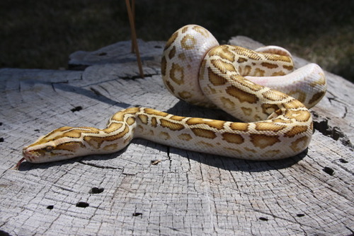 I swear she gets better every shed. Lily is the definition of a “glow up”. 