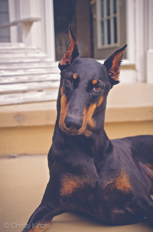 shinyblackdeer:I am a stone. I do not move. Reblog because Doberman.