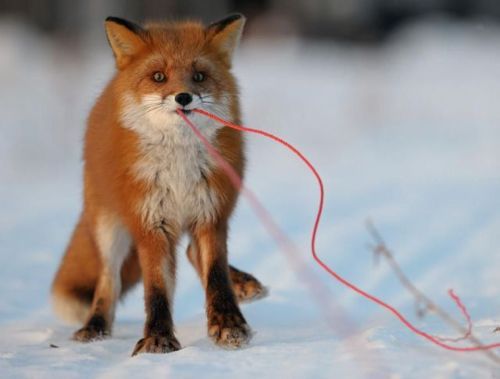 walkingfoxiest:            a post where I explain with images how foxes are the best