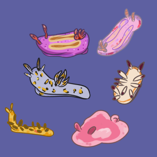 stupidcommotion:sea slugs