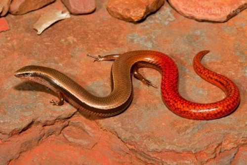 misdirect: sixpenceee:  A pilbara flame-tailed slider. The image is taken from the Australian Reptile Online Database. © Jordan Vos   What the fuck 