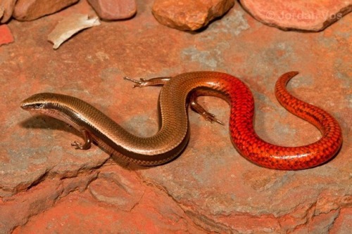 mizars-bizarre-world: misdirect: sixpenceee: A pilbara flame-tailed slider. The image is taken 