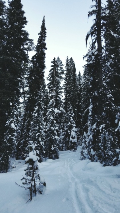 Hyalite Canyon, MT