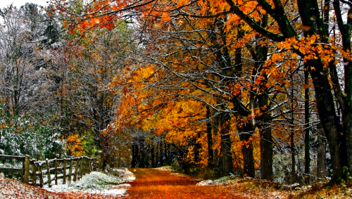 tulipnight:Vermont First Snow by Philip Miller