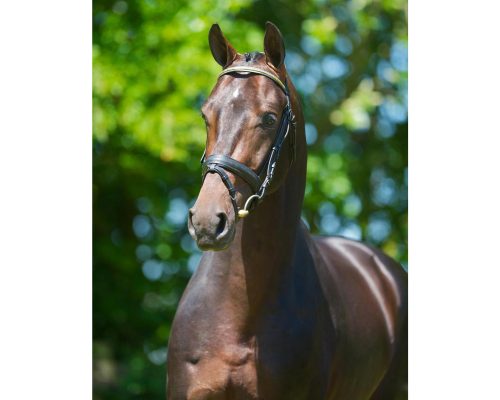 ChippendaleLord Leatherdale x Ti AmoDutch Warmblood, Stallion16.2hhBorn 2007