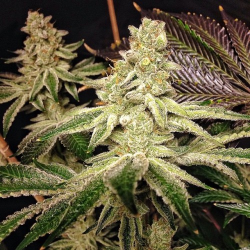 weedporndaily:  My girl 😘 ….. High Times US Cannabis 🏆 Cup Winning Hybrid….. 🍪🍪🍪 Cookies & Cream 🍦🍦🍦 by exoticgenetix http://ift.tt/1hjMvS2 