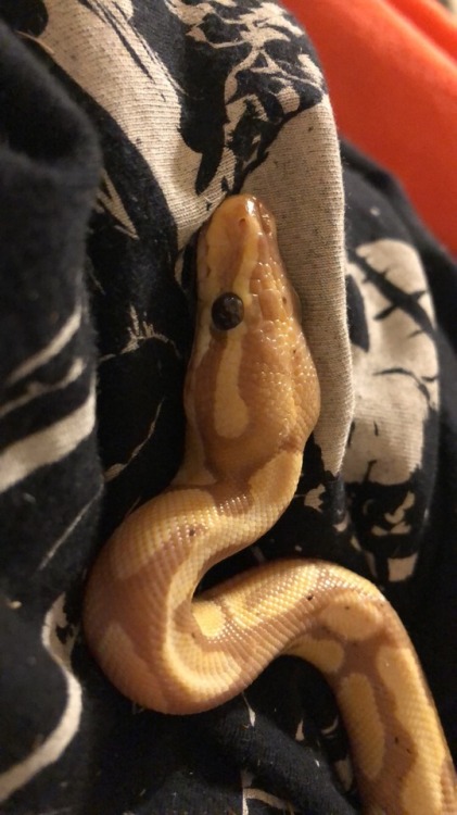 scullythesnake:reptiiileman:her black speckles are my favoriteThat is my snake and my blanket! Twins