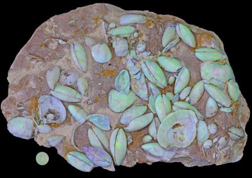 geologyin-blog:OPAL FOSSILS showing different types of shells and gastropode from Coober Pedy, Austr