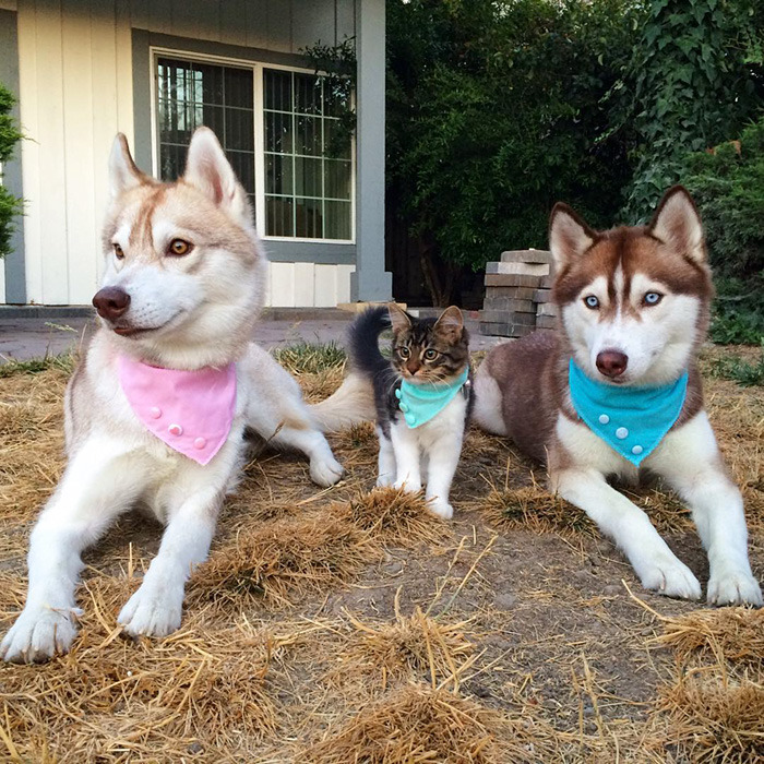 bobbycaputo:    Three Huskies Are Inseparable Best Friends with a Dying Kitten They