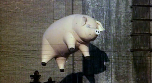 calimarikid:  Pink Floyd Animals photoshoot 1977 