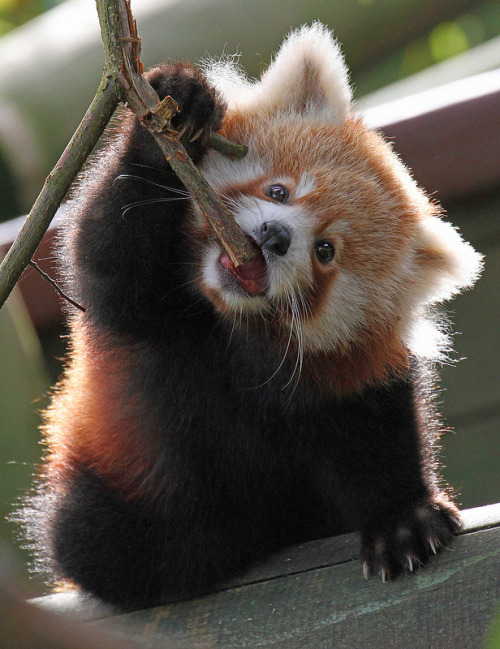 errantlight: Baby Red Panda by Paul Bugbee on Flickr.