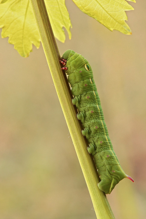 The Levant hawk moth  (caterpillar)The Levant hawk moth or Theretra alecto is a moth of the Sph