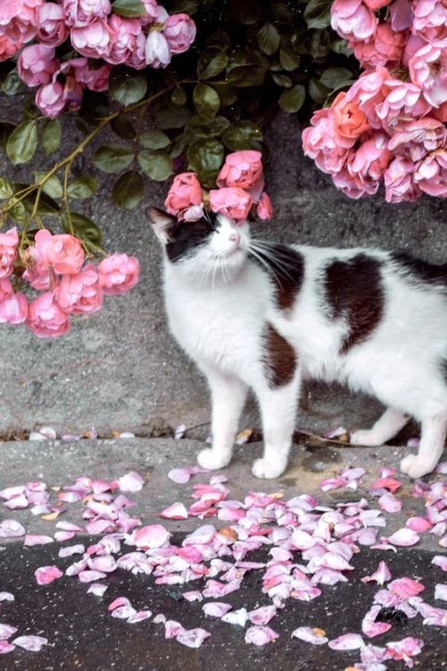 Porn Pics daily–cats:  ♡♡♡ Cats adore flowers