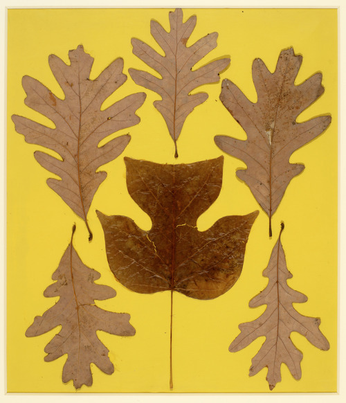 Leaf Study IX, Josef Albers, circa 1940.