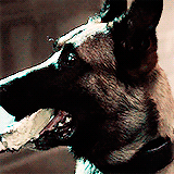 maureenrobinsons: you don’t look like a butcher.it looks exactly like a butcher.