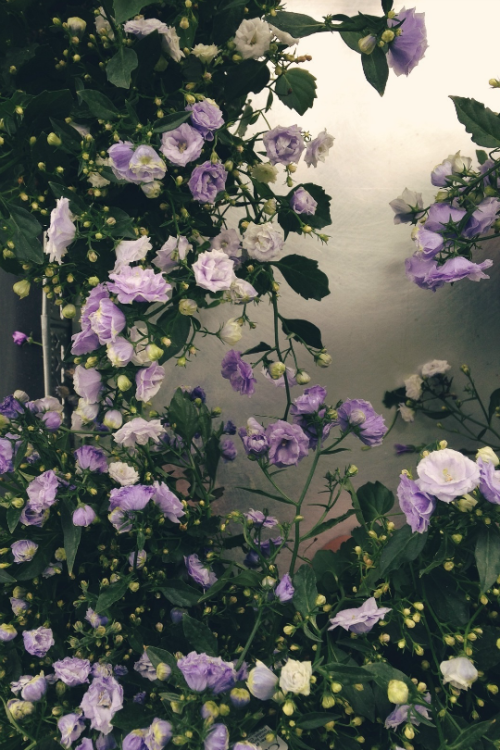 expressions-of-nature:  by Allison Huang 