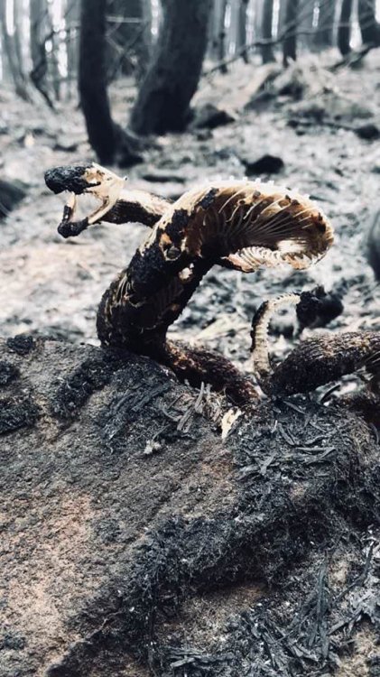 hella-flawless-amythyst:congenitaldisease:Rattlesnake frozen in death during the California wildfire