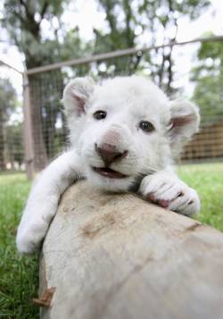 cute-overload:  A little White Lion cubhttp://cute-overload.tumblr.com