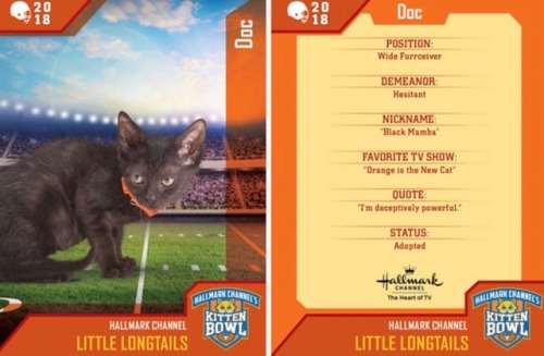 analgesicsleep:Hallmark Channel presents: KITTEN BOWL V, FEBRUARY 4, 2018Team: Little LongtailsMembe