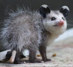 possumoftheday:Today’s Possum of the Day has been brought to you by: Fuzz!