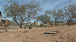 lulz-time:  kiggor:  emus vs. weasel ball  This post has been featured on a 1000Notes.com