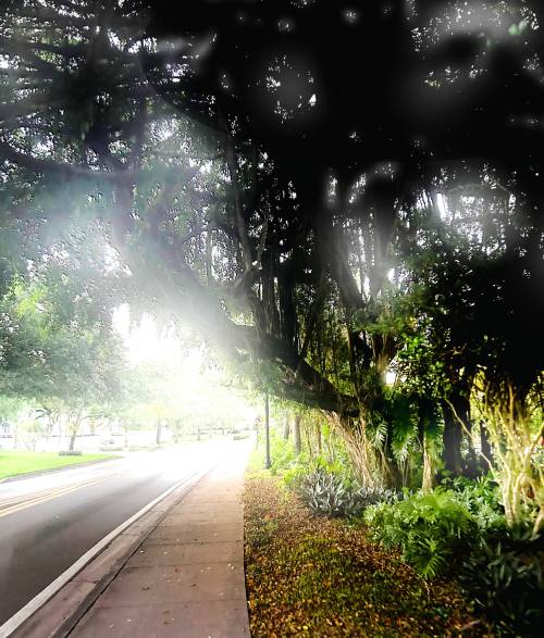 Morning Light Through A Strangler Fig, Miami FL