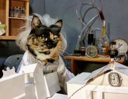 Cat-Cosplay: There Is No Going Back To The Future Having Come Back To Fix Mistakes