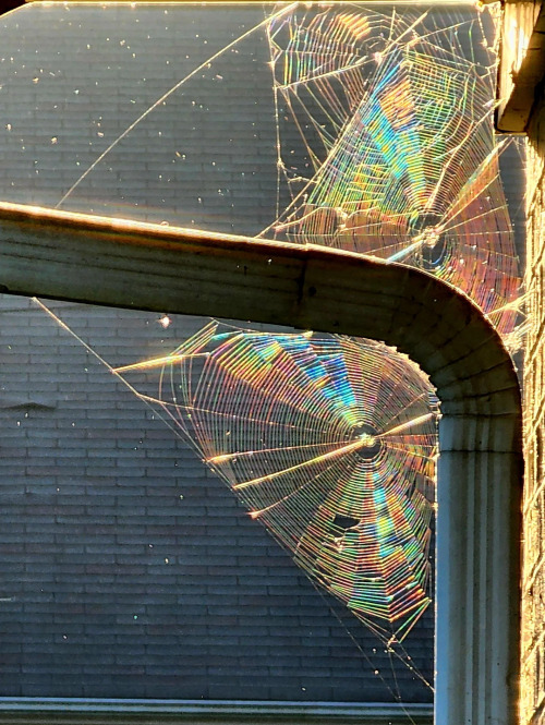 Sunlight Makes Spiderwebs Iridescent 