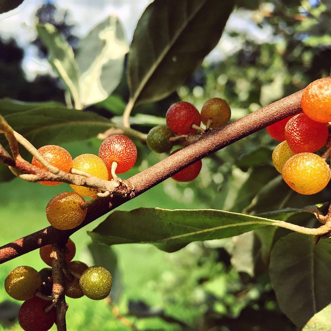 Autumn Olive (Elaeagnus umbellata) fruit. Considered invasive by many, this tree fixes atmospheric nitrogen in the soil and bears a massive amount of tart sweet fruit that has up to 18 times more lycopene than tomatoes. It’s a superfood in our own...